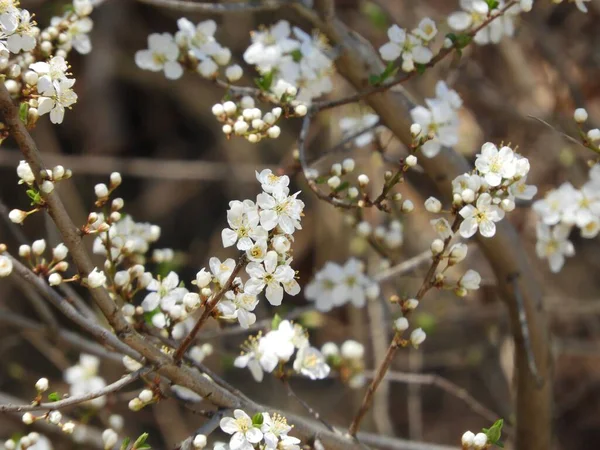 Primo Piano Fiori Ciliegio Bianco Fiore Sui Rami — Foto Stock