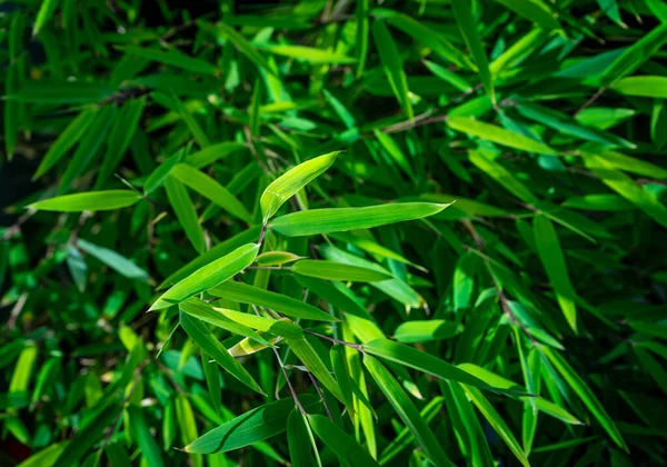 Primo Piano Delle Foglie Verdi Una Pianta Giardino — Foto Stock