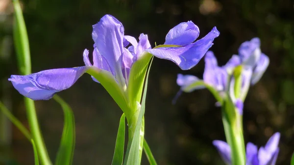 Eine Nahaufnahme Von Irisblumen Einem Garten Sonnenlicht — Stockfoto