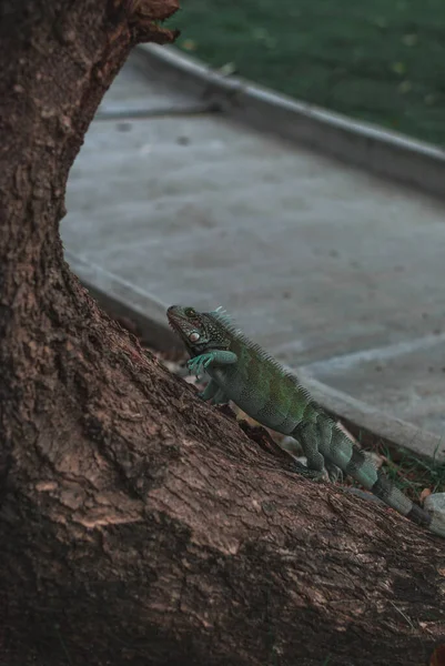 Iguana Comum Escalando Uma Árvore Após Pôr Sol Naiguata Venezuela — Fotografia de Stock