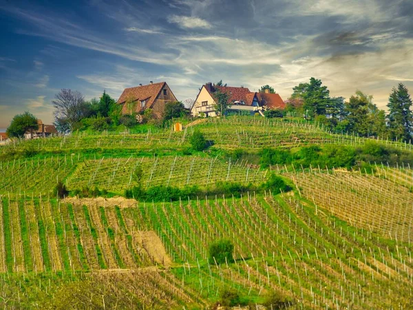 Naturen Vid Solnedgången Byn Alsace Frankrike Europa — Stockfoto