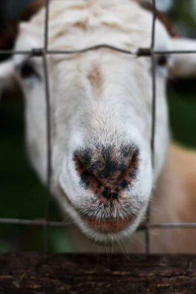 Gros Plan Une Chèvre Avec Une Clôture Fil Fer — Photo