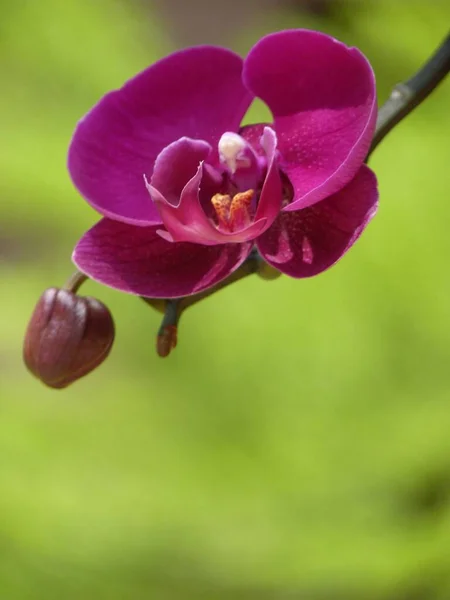 花园里一帧美丽的兰花的特写 — 图库照片