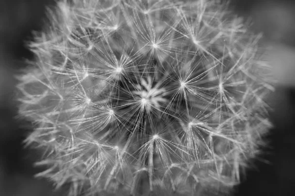 Grayscale Shot White Dandelion — Stock Photo, Image