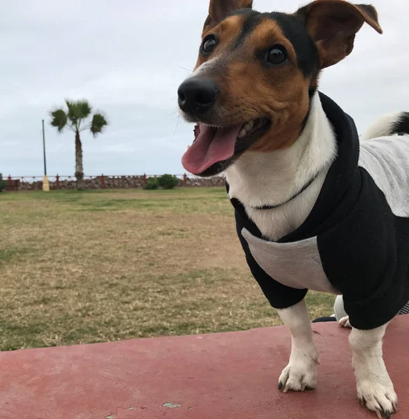 Güzel Bir Jack Russell Terrier Köpeği Parkta Oynamaktan Mutlu Yorgun — Stok fotoğraf