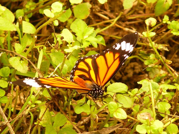 Nahaufnahme Eines Schmetterlings Auf Grünen Blättern Einem Garten — Stockfoto