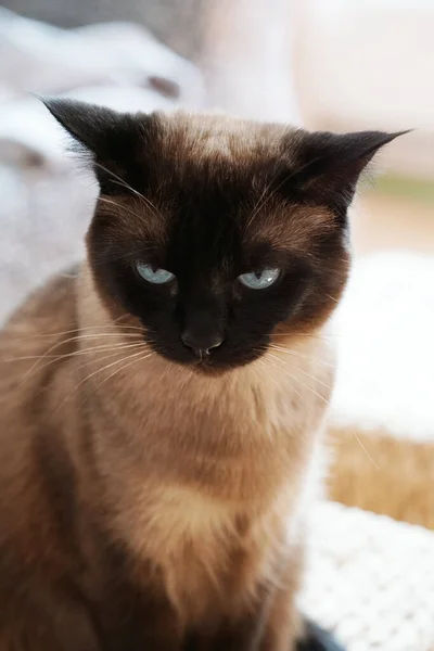 暹罗猫的垂直选择性聚焦镜头 — 图库照片