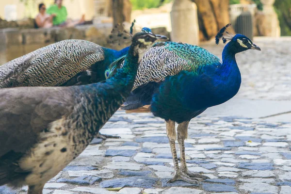 Parktaki Iki Güzel Tavus Kuşunun Manzarası — Stok fotoğraf