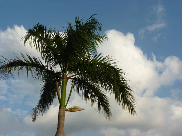 Giant Palm Tree Gleaming Blue Cloudy Sky — Stock Photo, Image