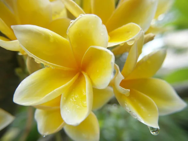 Plano Enfoque Superficial Una Vibrante Flor Amarilla — Foto de Stock