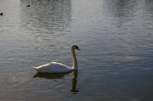 Nahaufnahme Eines Weißen Schwans Der See Schwimmt — Stockfoto
