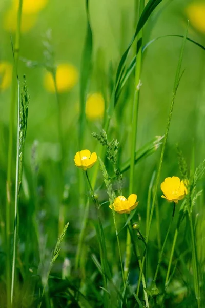 Ένα Κάθετο Πλάνο Από Μικρά Κίτρινα Λουλούδια Στο Φόντο Του — Φωτογραφία Αρχείου