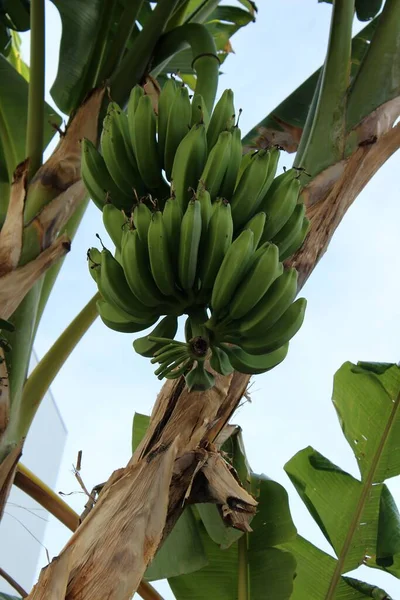 Низкоугольный Снимок Бананового Дерева Сырыми Зелеными Бананами — стоковое фото