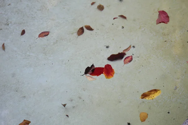 Folhas Vermelhas Caídas Água Piscina — Fotografia de Stock
