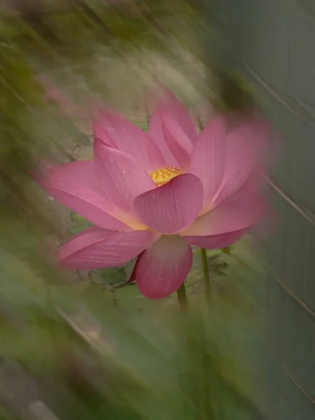 Closeup Shot Beautiful Pink Lotus Pond Peaceful Countryside — Stock Photo, Image