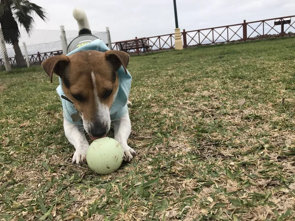 Belo Cão Jack Russell Terrier Está Feliz Cansado Estar Brincando — Fotografia de Stock