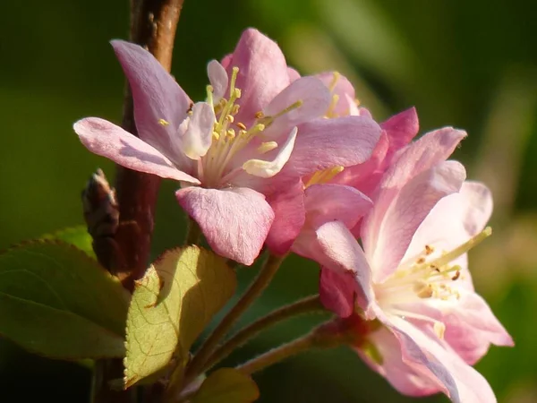 Ένα Ρηχό Πλάνο Εστίασης Του Όμορφου Λουλουδιού Μήλου Ένα Θολό — Φωτογραφία Αρχείου
