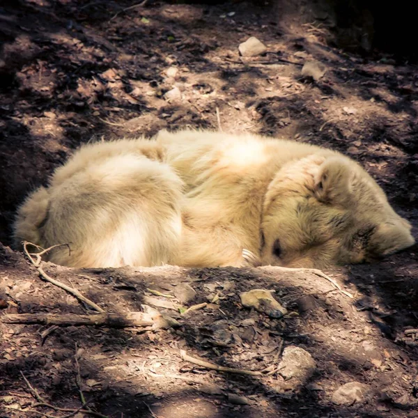 Großaufnahme Eines Weißen Bären Der Einem Zoo Schläft — Stockfoto