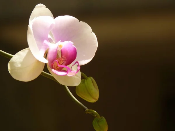 Tiro Closeup Flores Bonitas Orchid Jardim — Fotografia de Stock