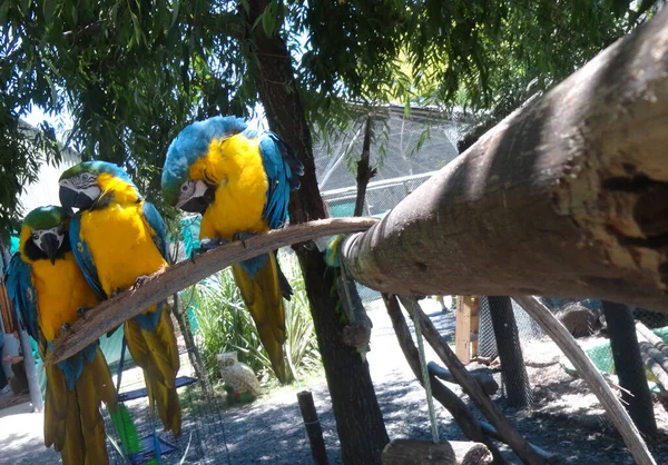 Tiro Close Papagaios Macaw Amarelos Azuis Sentados Ramo Dia Ensolarado — Fotografia de Stock