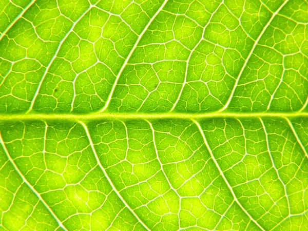 Closeup Shot Green Leaf Beautiful Textures Royalty Free Stock Photos