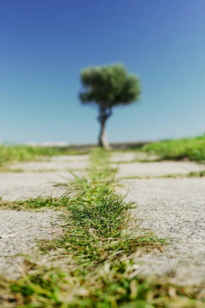 Een Ondiepe Focusopname Van Grijze Stenen Vloer Met Gras Spleten — Stockfoto