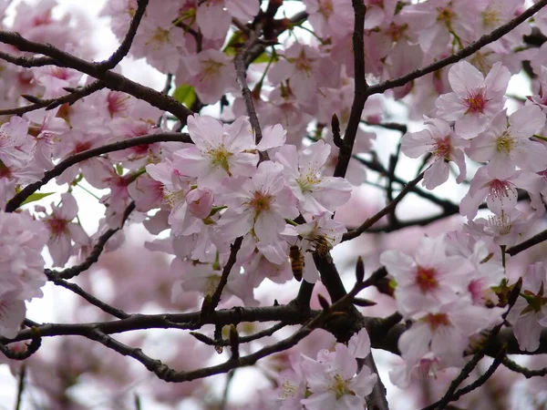 太陽の下で美しいピンクの桜のクローズアップ — ストック写真