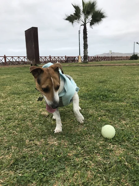 Güzel Bir Jack Russell Terrier Köpeği Parkta Topuyla Oynamaktan Mutlu — Stok fotoğraf