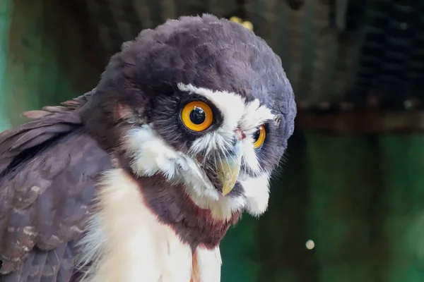 Closeup Shot Big Owl Blurred Background — Stock Photo, Image