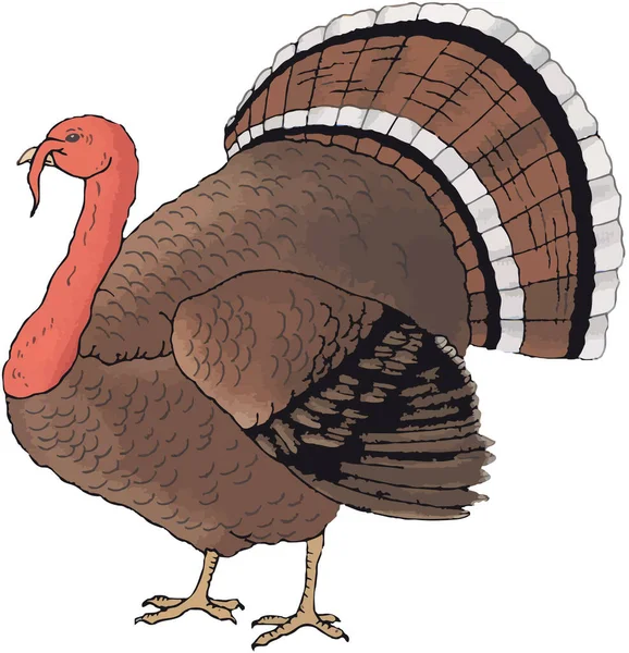 Illustration Turkey Isolated White Background — Stock Photo, Image