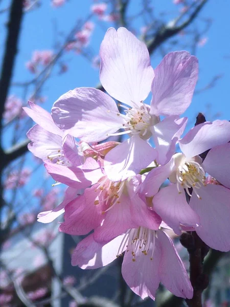 Primo Piano Verticale Bellissimi Fiori Ciliegio Sui Rami — Foto Stock