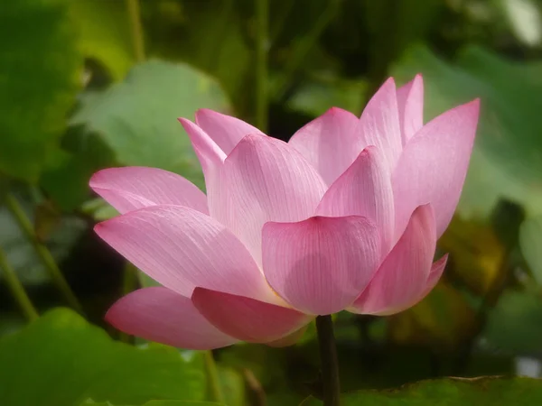 Zbliżenie Ujęcie Pięknego Różowego Lotosu Stawie Spokojnej Wsi — Zdjęcie stockowe