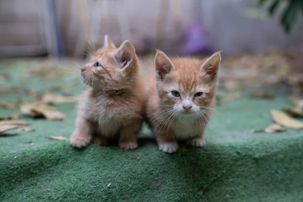 Kahverengi Kedi Yavrularının Yakın Plan Çekimi — Stok fotoğraf