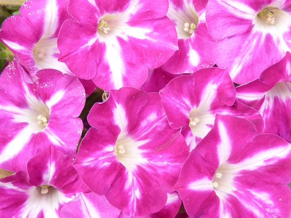 Крупный План Красивых Розовых Лунных Цветов Саду — стоковое фото