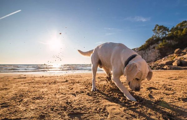 Simpatico Cane Domestico Che Corre Giro Gioca Sulla Spiaggia Vicino — Foto Stock