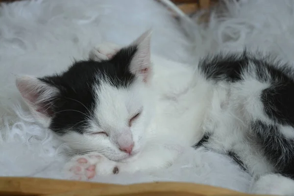 Zbliżenie Ujęcie Ślicznego Małego Czarno Białego Kotka Śpiącego Białym Futrze — Zdjęcie stockowe