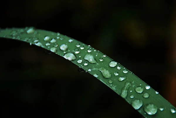 어두컴컴 나뭇잎 물방울을 떨어뜨리는 — 스톡 사진