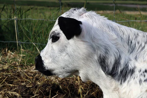 Portrait Cute White Calf Farm — Stock Photo, Image