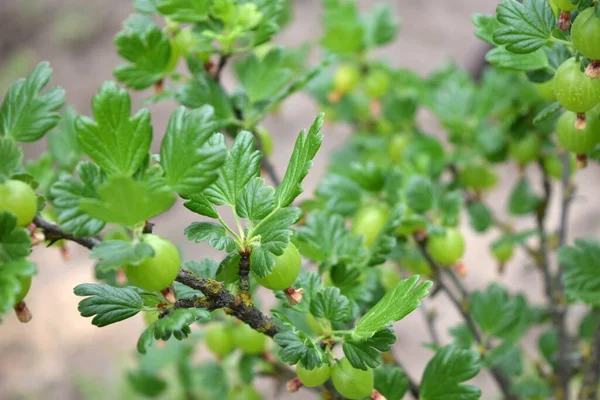 Primer Plano Ramas Con Grosella Verde Inmadura — Foto de Stock