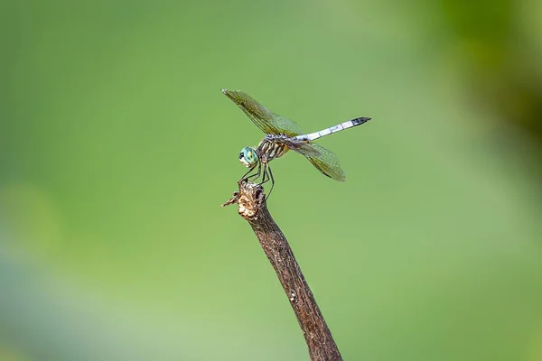 Closeup Shot Dragonfly Sunlight — Stock Photo, Image