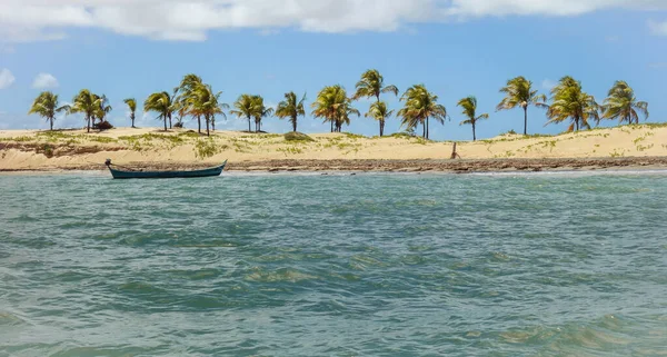 Med Rader Kokosnötsträd Och Det Lugna Havet Varm Sommardag — Stockfoto