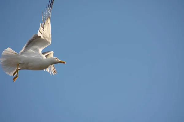 Bel Gabbiano Che Vola Nel Cielo Blu — Foto Stock