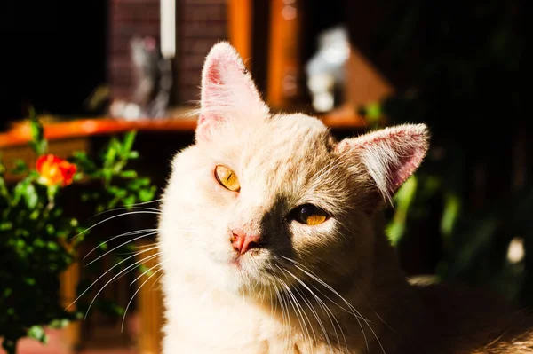 Крупный План Оранжевого Котенка Против Солнечного Света — стоковое фото
