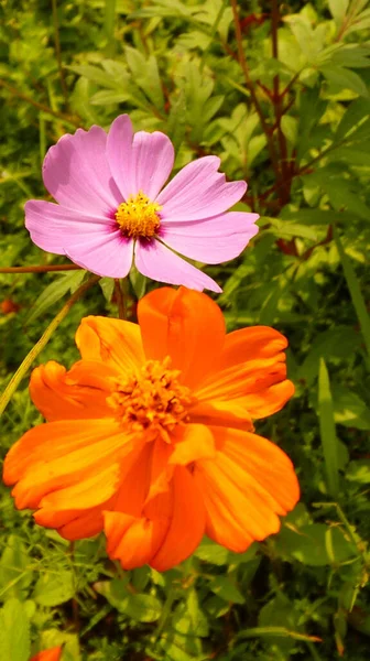 Närbild Bild Vackra Trädgård Kosmos Blommor — Stockfoto