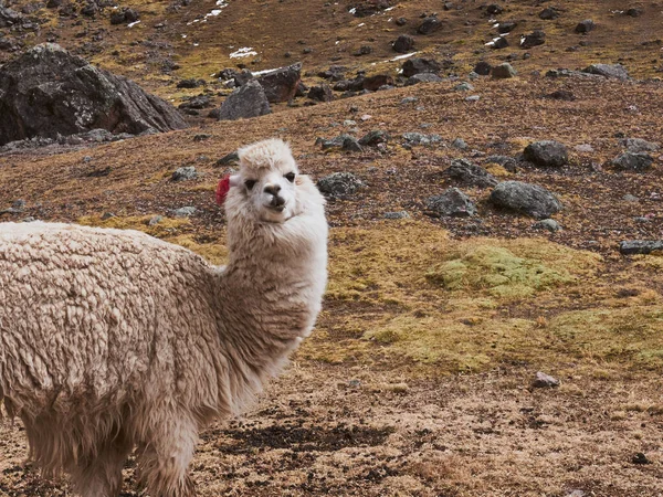 Breathtaking View Adorable Lama Ausangate Mountain Peru — Stock Photo, Image