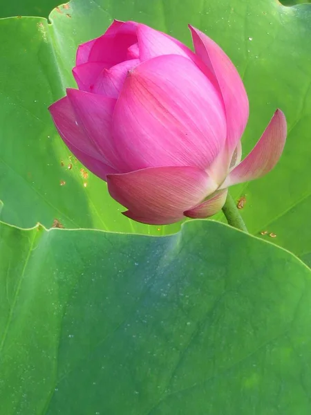 Closeup Shot Blooming Pink Lotus Flowers Greenery — Stock Photo, Image
