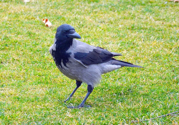 Een Close Shot Van Een Zwart Grijze Kraai Het Gras — Stockfoto