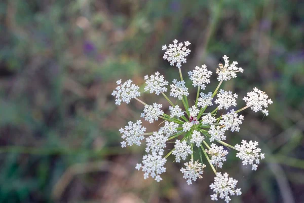 Selective Focus Shot Caraway Flower Branch — Stock Photo, Image