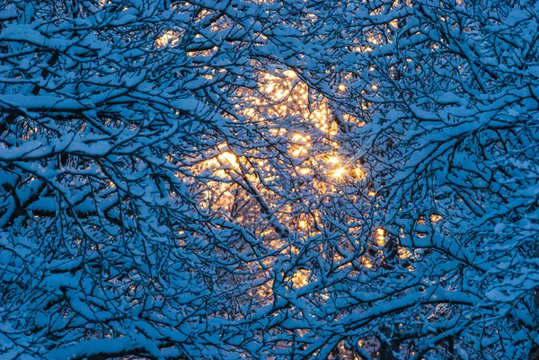 Sun Shining Branches Trees Covered Snow Winter — Stock Photo, Image