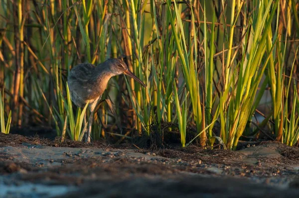 King Rail Marsh Hen Waterbird Natural Environment — Stock Photo, Image